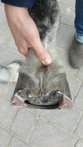 Orthopädisches Hufeisen zu sehen an dem hochgehaltenen Pferdehuf