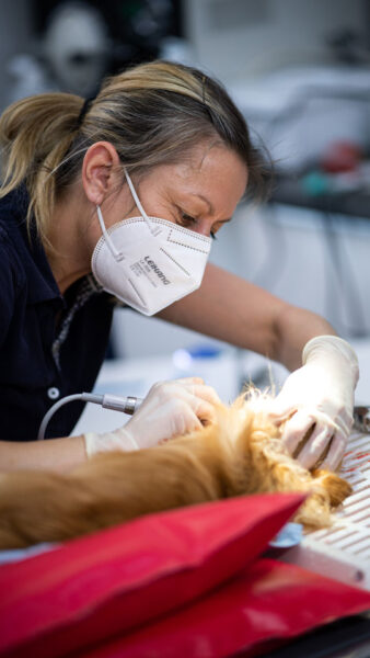 Tierärztin Kleintierpraxis EquiBalance mit Hund