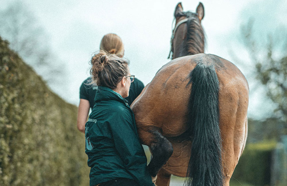 Julia Sack von EquiBalance hebt das Hinterbein eines Pferdes an