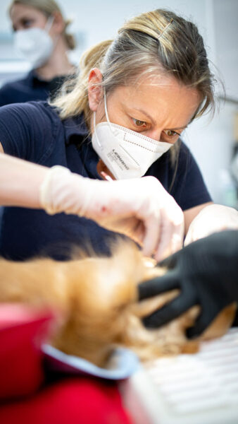 Kleintierpraxis EquiBalance Behandlung eines Hundes