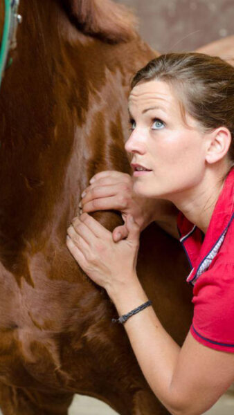 Julia Sack arbeitet an der Schulter eines Pferdes