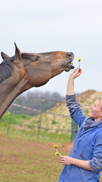 EquiBalance Pferd macht Dehnübungen für Löwenzahnblüte